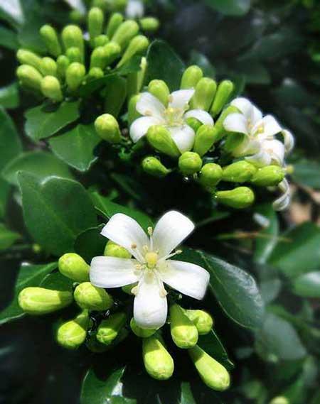 九里香绿植适合室内养吗