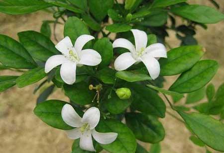 九里香绿植适合室内养吗