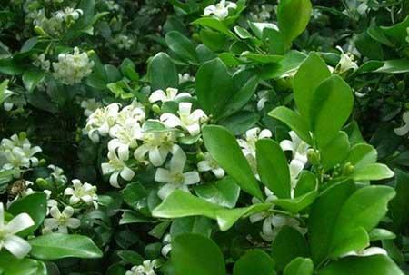 九里香绿植适合室内养吗
