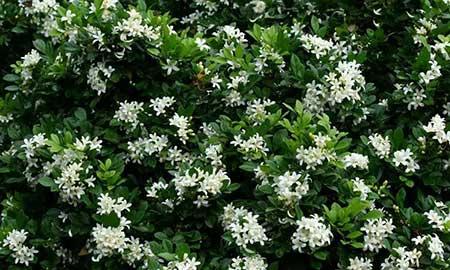 九里香绿植适合室内养吗