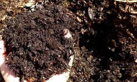 钱多多绿植的养护方法