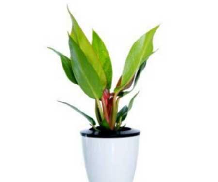 铂金钻绿植的养护方法