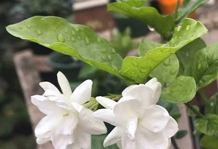 什么花最好养