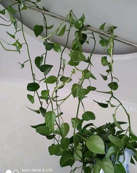 什么花最好养