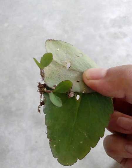 什么花最好养