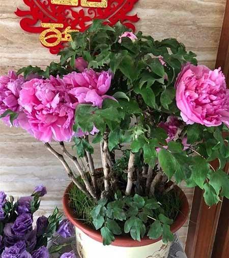 家里适合养什么花