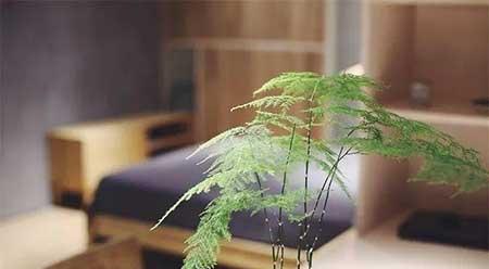 家里适合养什么花