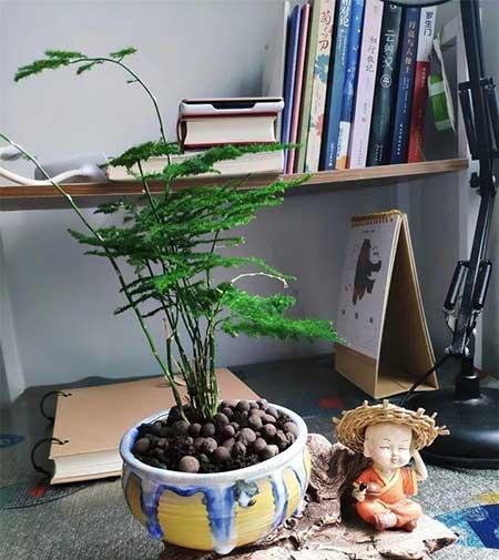 家里适合养什么花