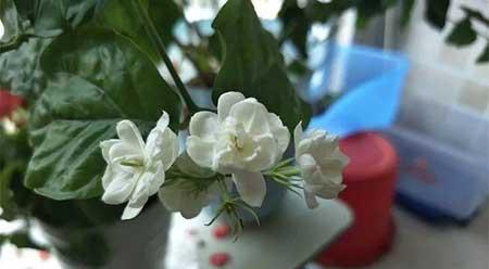 家里适合养什么花