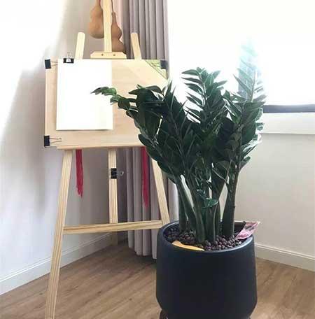 家里适合养什么花