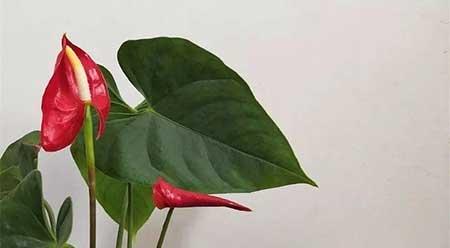 家里适合养什么花