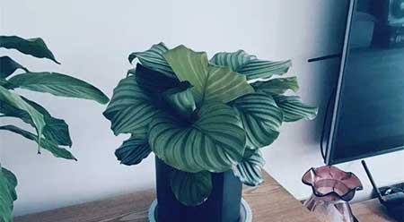 家里适合养什么花