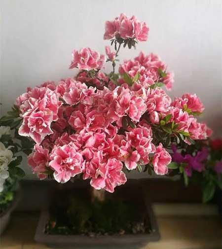 家里适合养什么花
