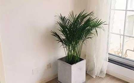 家里适合养什么花