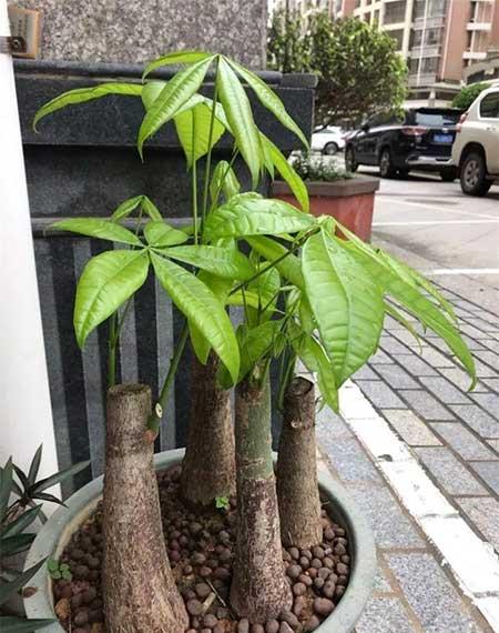 家里适合养什么花
