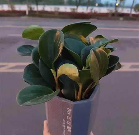 家里适合养什么花