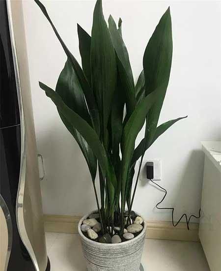 家里适合养什么花