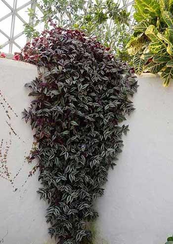 最好养的花