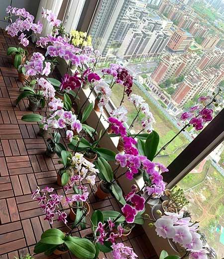 最好养的花