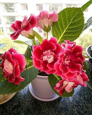 最好养的花