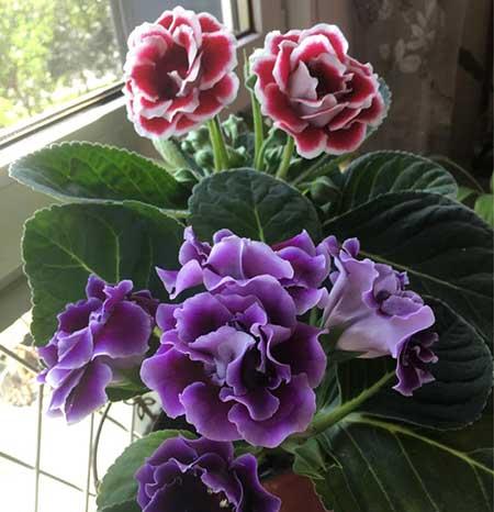 最好养的花