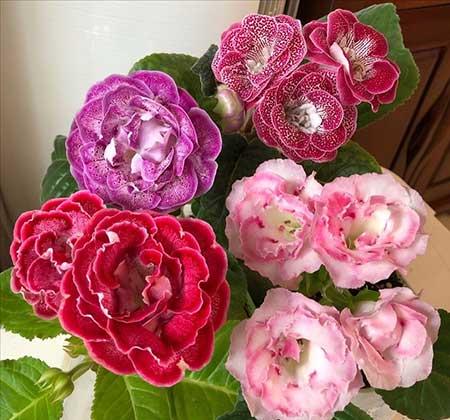 最好养的花