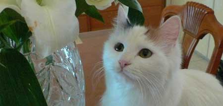 养猫不能养什么花