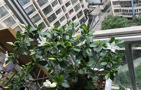 啤酒养什么花最好