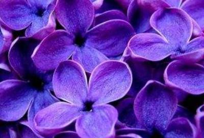 丁香花盆栽怎么养