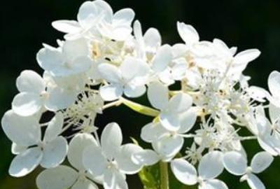 丁香花盆栽怎么养