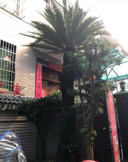 适合室内长期养的花卉
