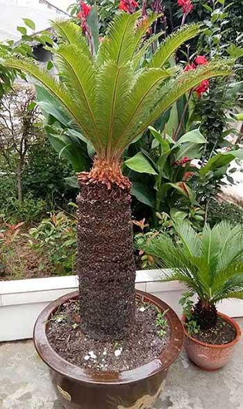 适合室内长期养的花卉