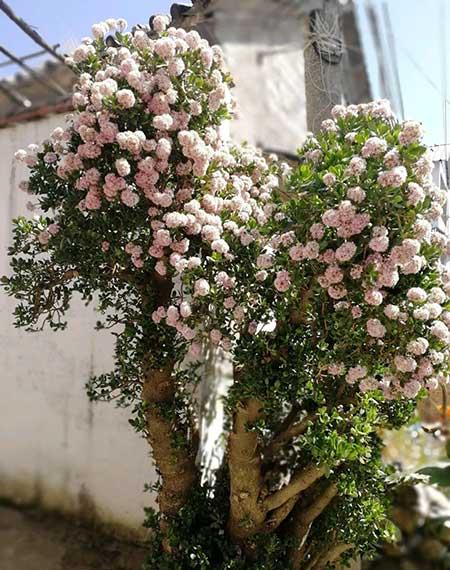 适合室内长期养的花卉
