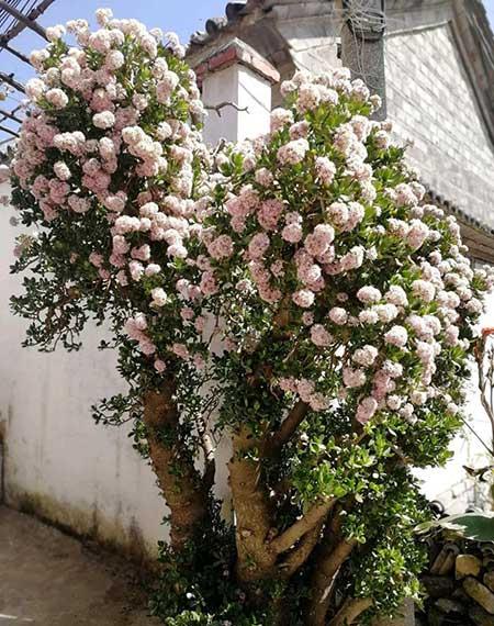 适合室内长期养的花卉