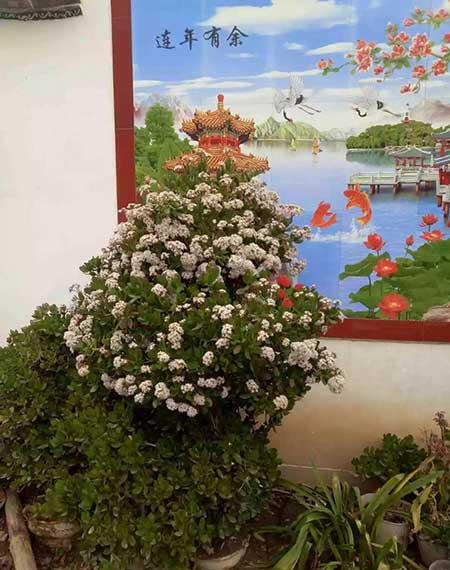 适合室内长期养的花卉