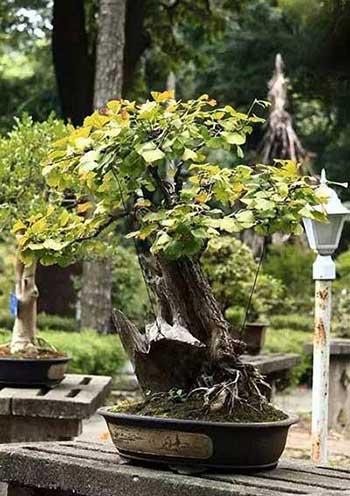 适合室内长期养的花卉