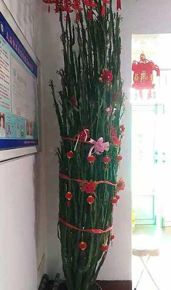 适合室内长期养的花卉