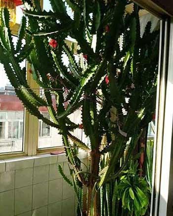 适合室内长期养的花卉