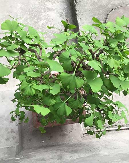 适合室内长期养的花卉