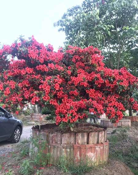 适合室内长期养的花卉