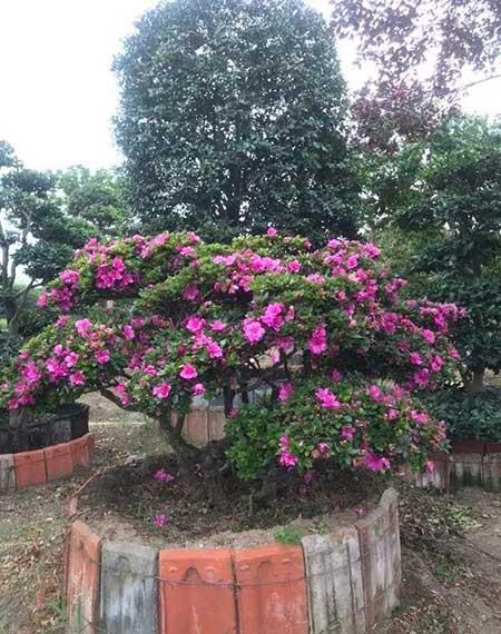 适合室内长期养的花卉
