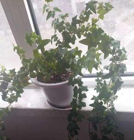 什么绿植好养活又能净化空气