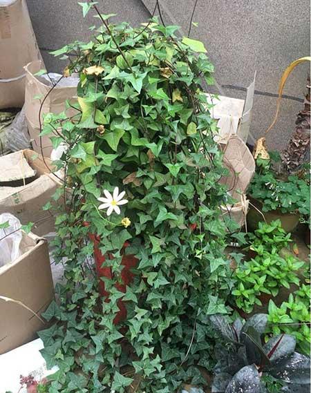 什么绿植好养活又能净化空气