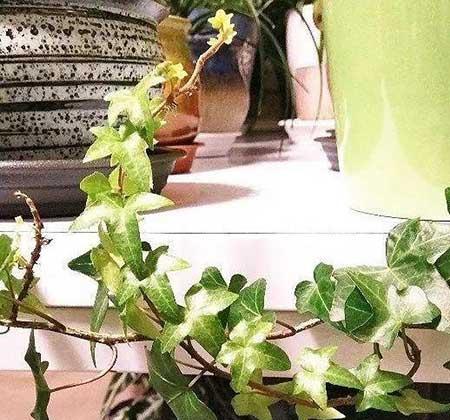 什么绿植好养活又能净化空气