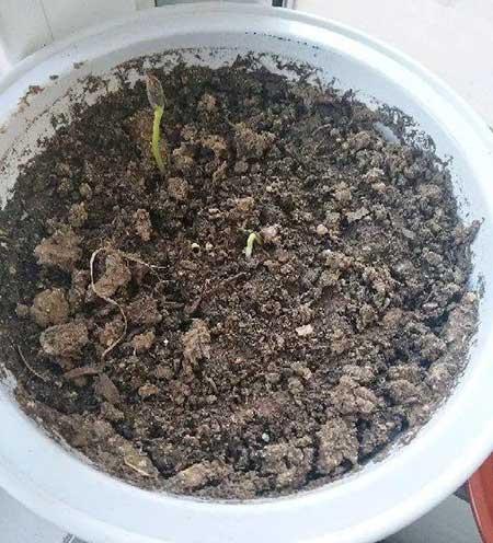 什么绿植好养活又能净化空气