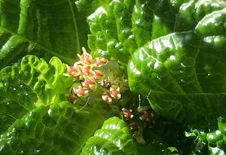 什么绿植好养活又能净化空气