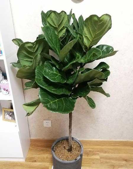什么绿植好养活又能净化空气