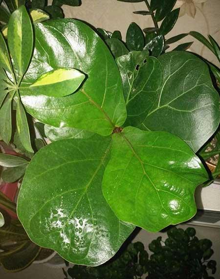 什么绿植好养活又能净化空气