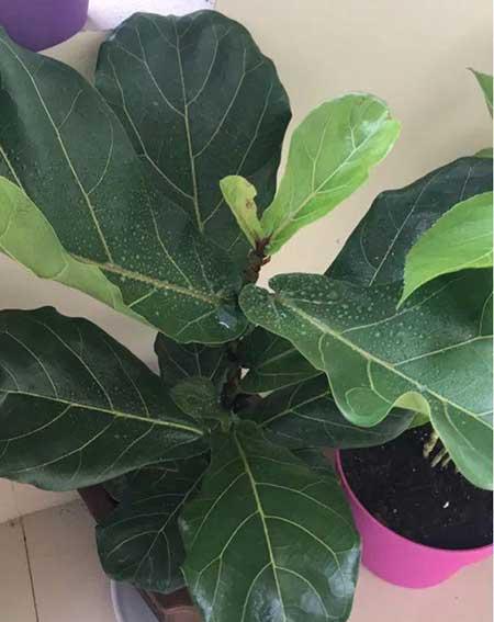 什么绿植好养活又能净化空气
