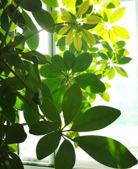 什么绿植好养活又能净化空气